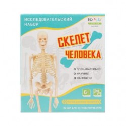 Исследовательский набор Скелет человека
