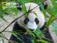 Стерео пазл PRIME 3D 10071 Большая панда